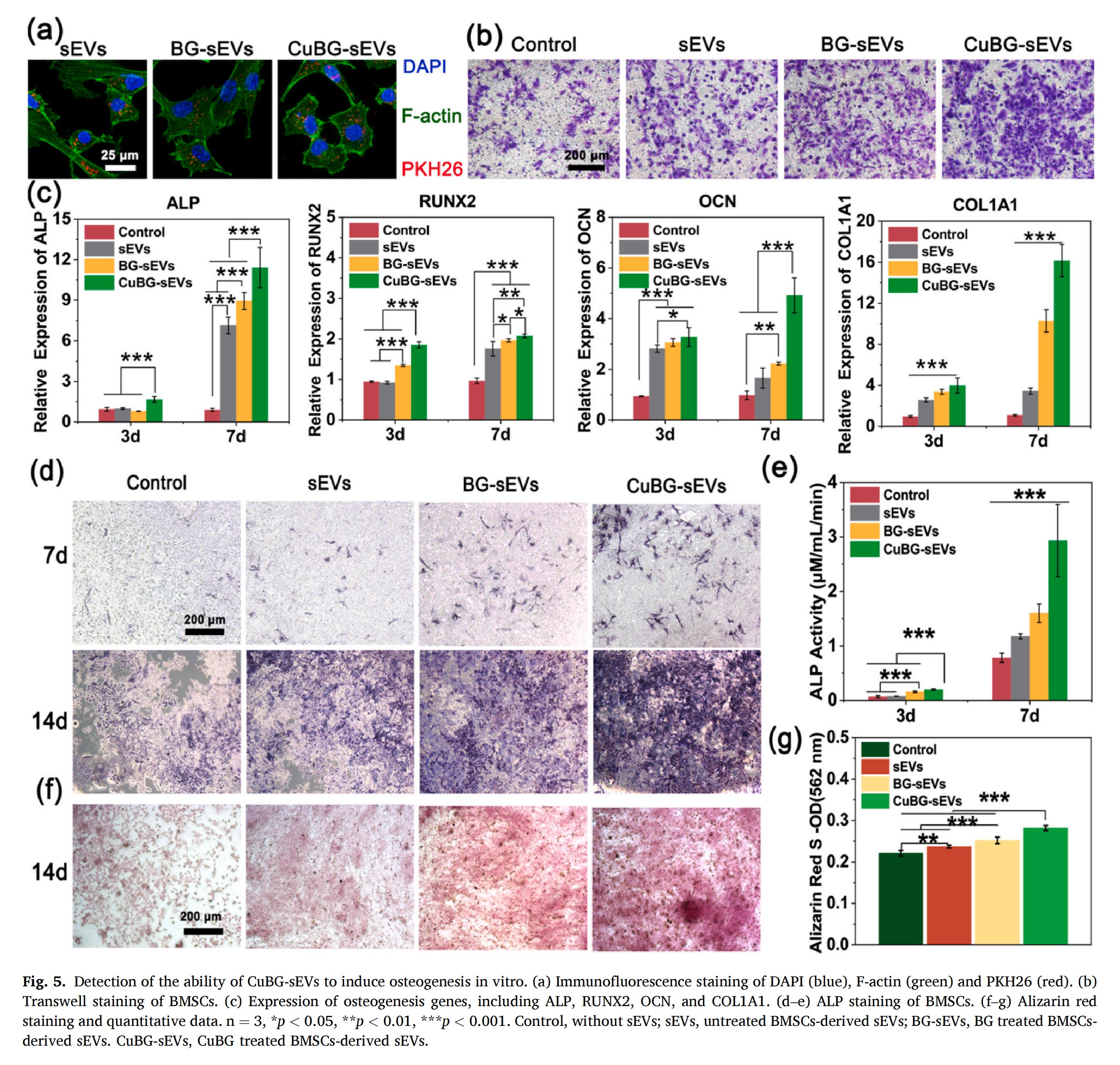 科研加油站 | 纳米振动激发器：HIF-1信号通路介导的细胞外囊泡作为促进骨再生的生物活性玻璃替代物