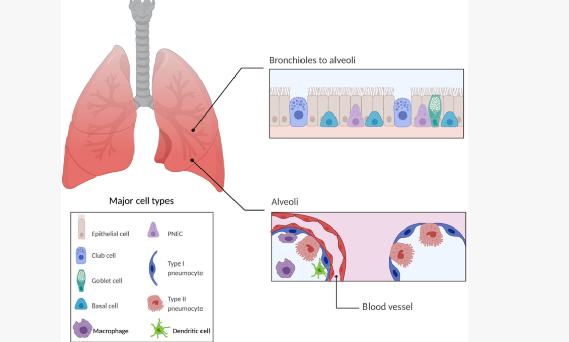 从文献到实操：AAV靶向肺脏研究指南
