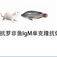 鼠抗罗非鱼IgM单抗