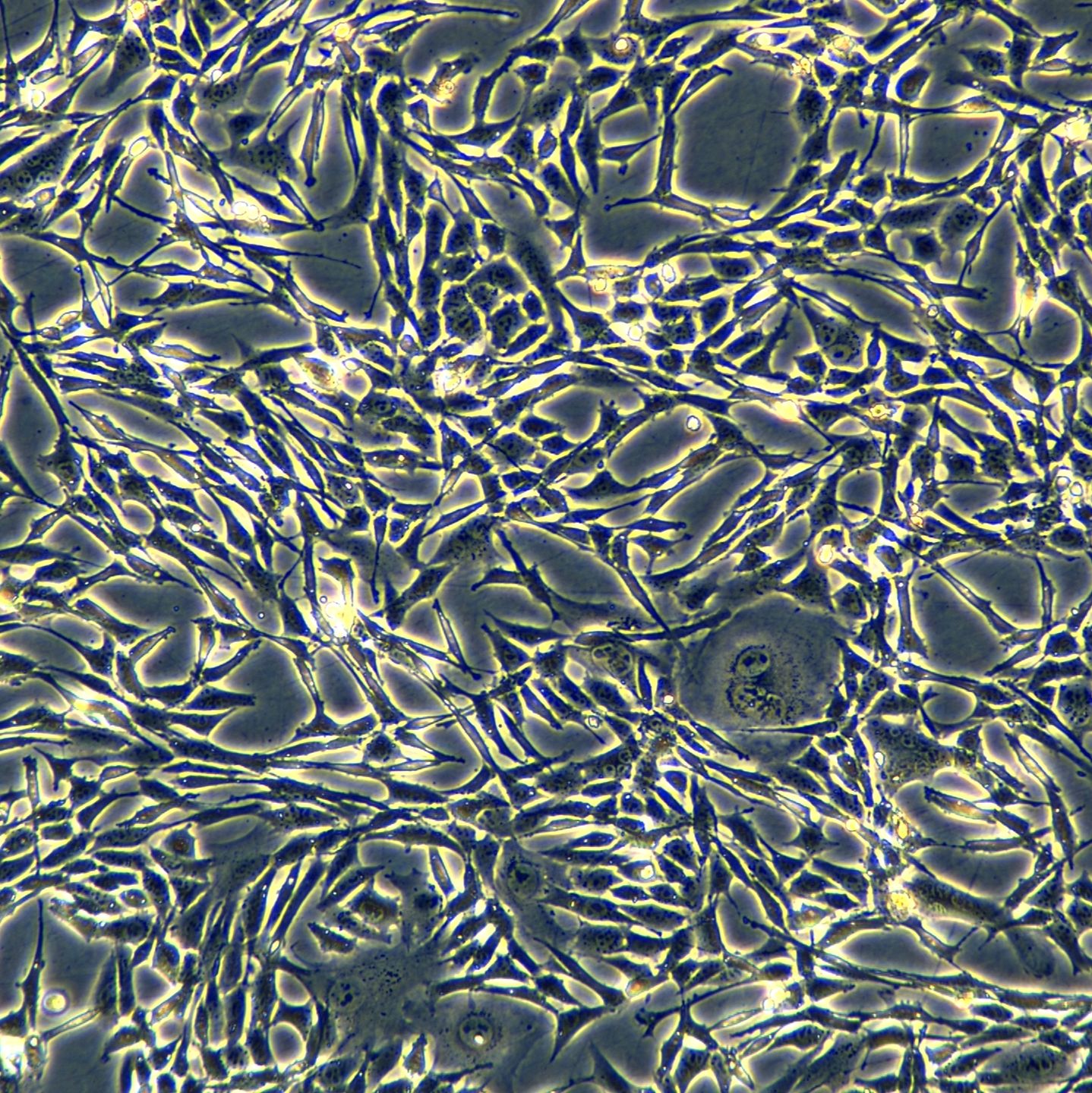 浙江美森-小鼠肺上皮细胞 TC-1 [Mouse lung]