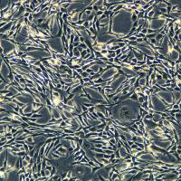 浙江美森-小鼠肺上皮细胞 TC-1 [Mouse lung]