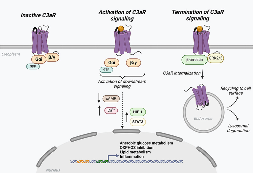 C3aR1：免疫系统中的关键受体