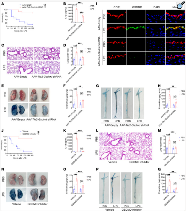 从文献到实操：AAV靶向肺脏研究指南