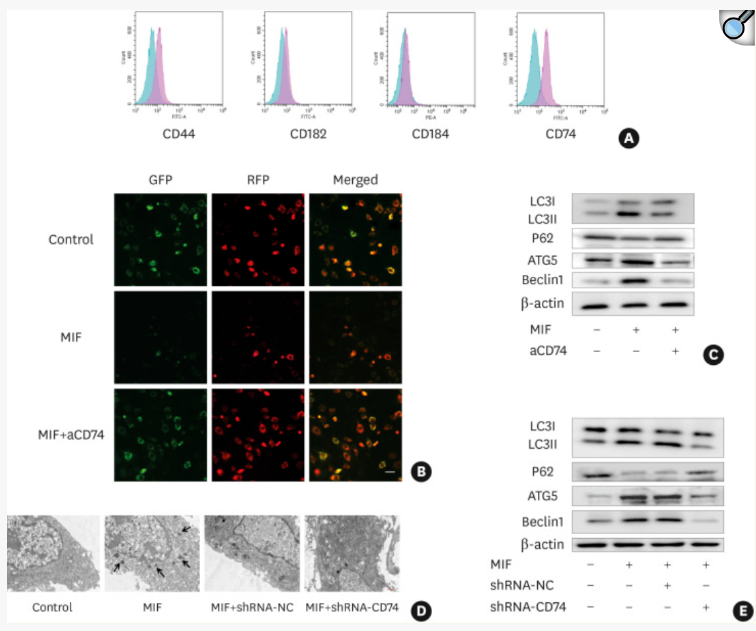 从文献到实操：AAV靶向肺脏研究指南