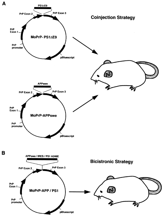 遗传背景系列知识 | 我的小鼠是什么遗传背景？ ——APP/PS1小鼠