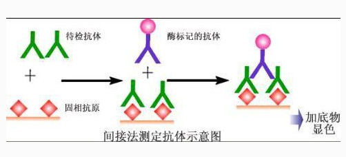 如何选择ELISA检测方法：直接法与间接法的全面指南