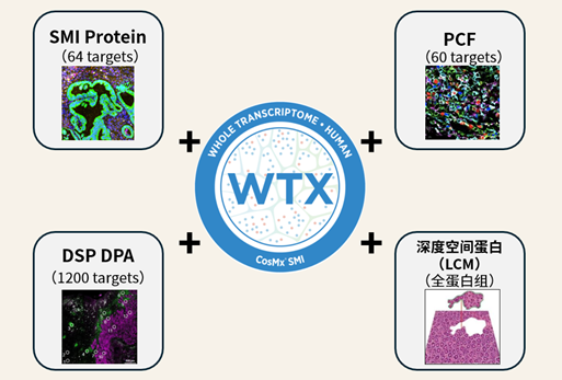 WTX领航多组学融合！单细胞空间全转录组+空间多蛋白检测——绘制生命动态图谱的超级工具包
