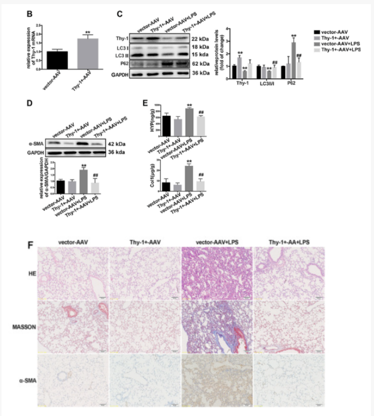 从文献到实操：AAV靶向肺脏研究指南