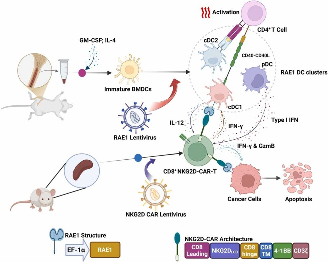 BMG LABTECH多功能酶标仪文献分享,华东师大，同济大学，郑州大学研究团队发表在Pharmacological Research 上名为RAE1-armoured DC vaccine boosts NKG2D-CAR-T cells elicited anti-solid tumour treatment报告