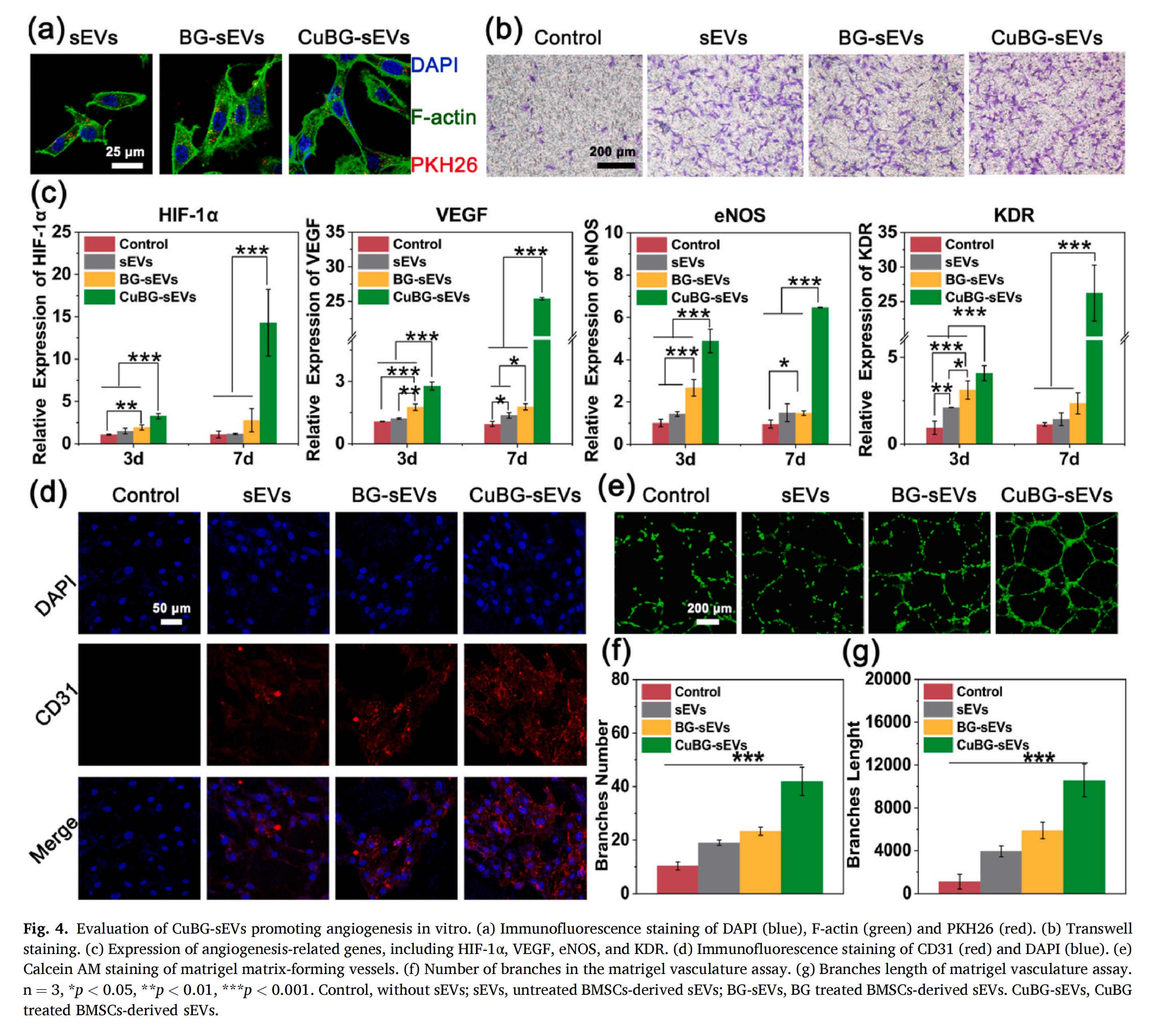 科研加油站 | 纳米振动激发器：HIF-1信号通路介导的细胞外囊泡作为促进骨再生的生物活性玻璃替代物