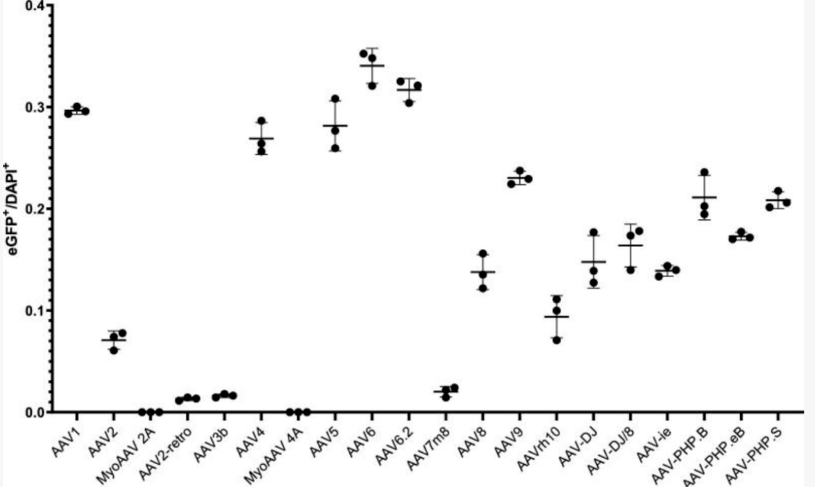 从文献到实操：AAV靶向肺脏研究指南