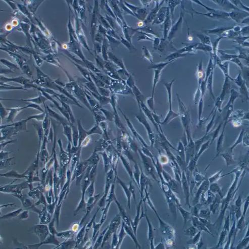 人主动脉平滑肌细胞-永生化