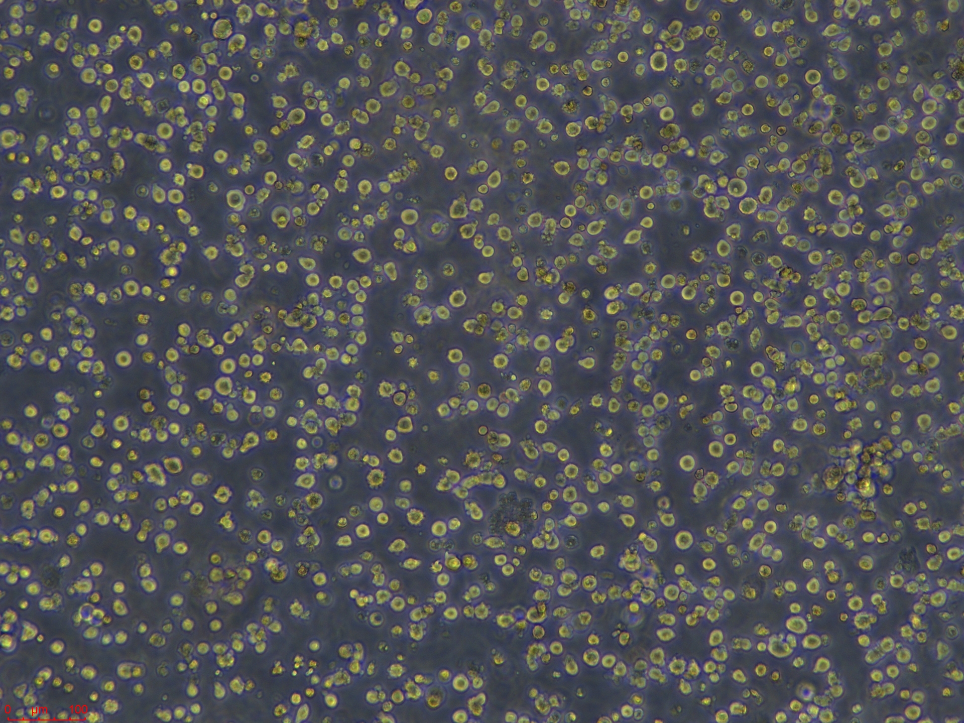 Project_EXPI293F_ch00 (3).jpg