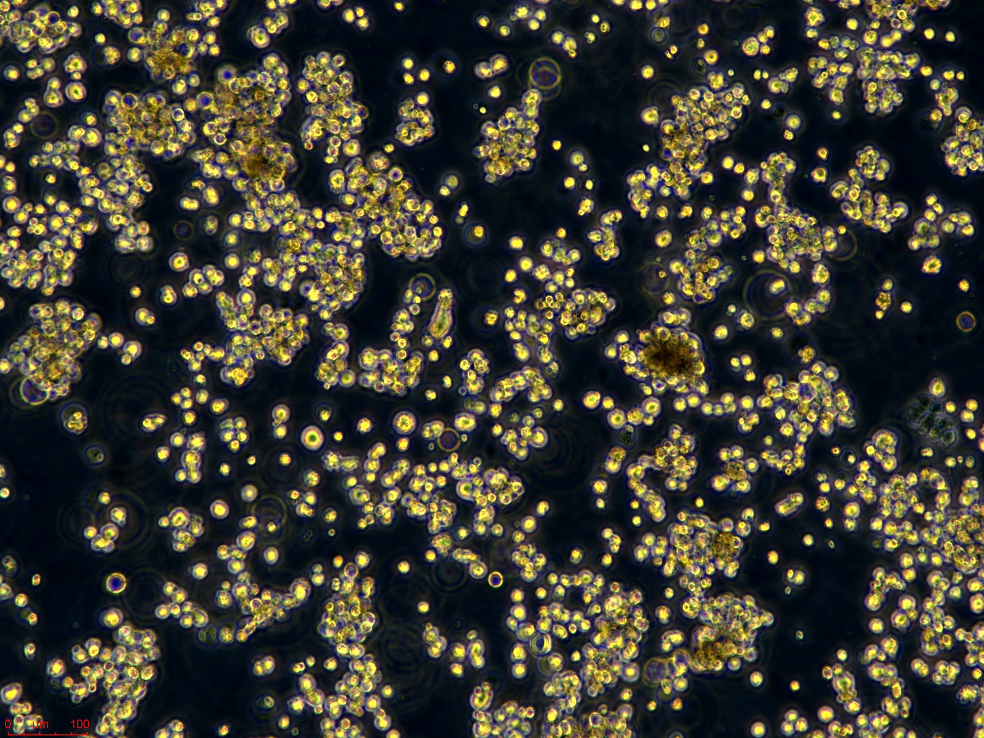 Project_EXPI293F_ch00 (2).jpg