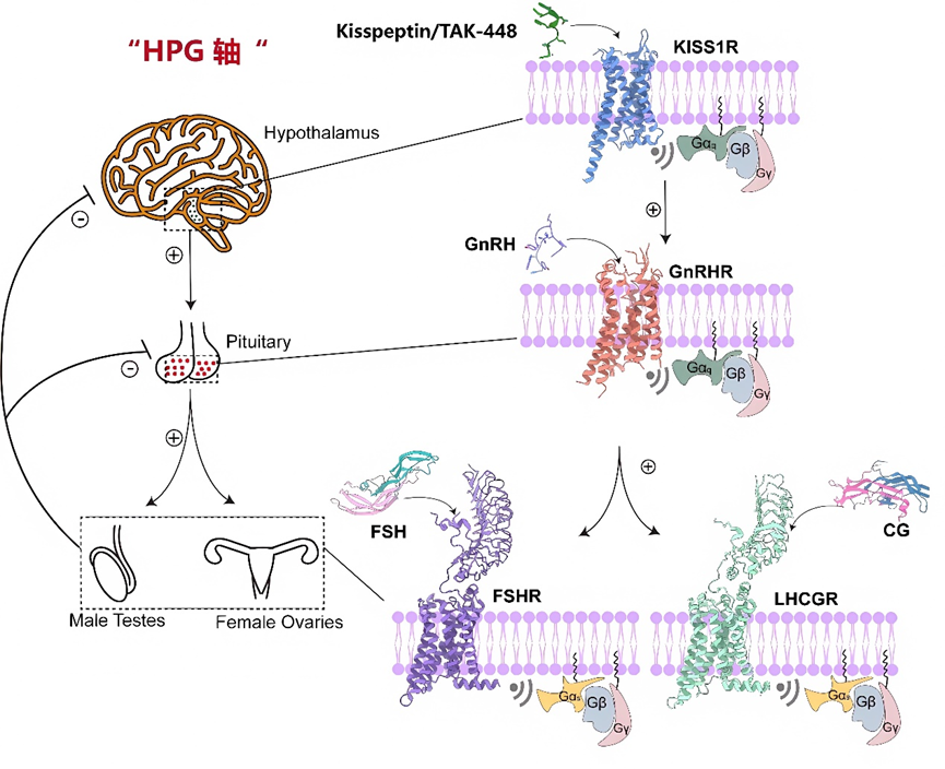 FSHR：调控生殖功能的关键药物靶点
