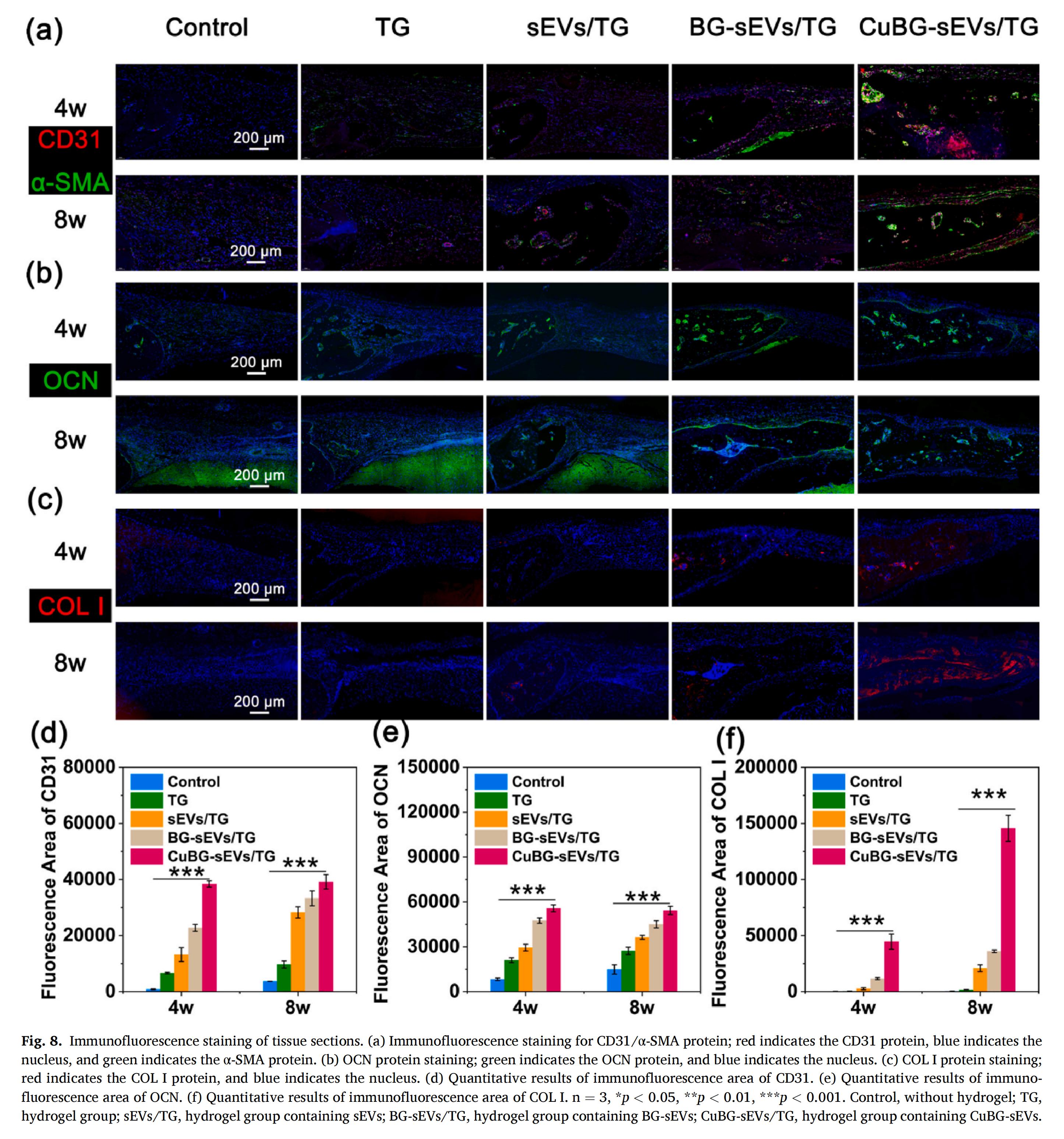 科研加油站 | 纳米振动激发器：HIF-1信号通路介导的细胞外囊泡作为促进骨再生的生物活性玻璃替代物