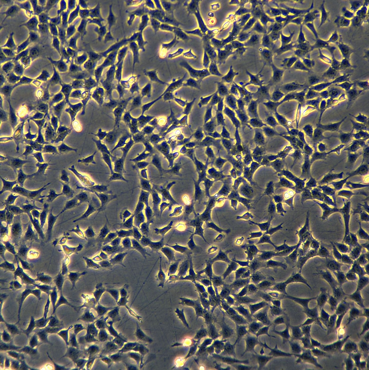 浙江美森-小鼠肾小球足细胞mpc-5现货