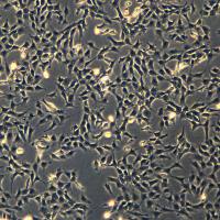 浙江美森-小鼠肾小球足细胞mpc-5现货