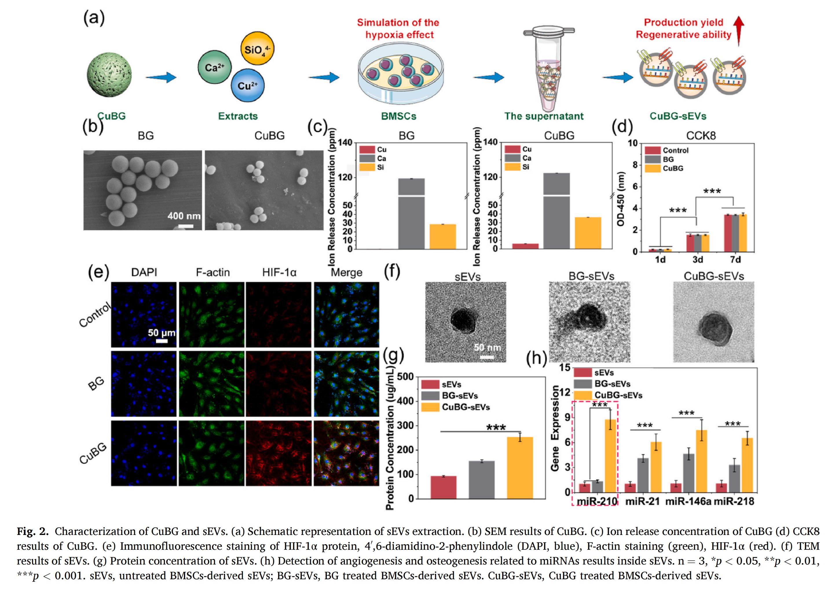 科研加油站 | 纳米振动激发器：HIF-1信号通路介导的细胞外囊泡作为促进骨再生的生物活性玻璃替代物