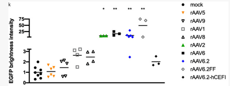 从文献到实操：AAV靶向肺脏研究指南