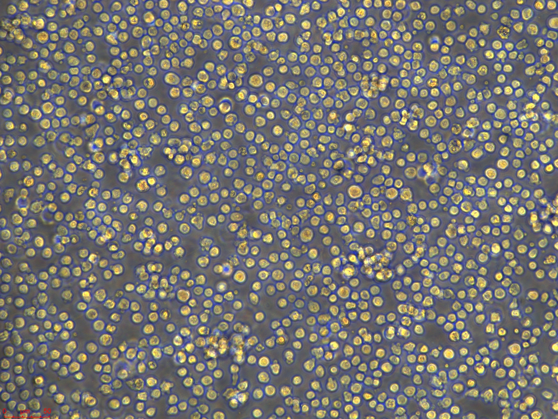 Project1001_Raji-luc  20X_ch00.jpg