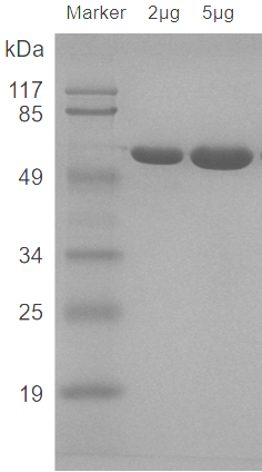 Seebio® 蔗糖磷酸化酶; 9074-06-0