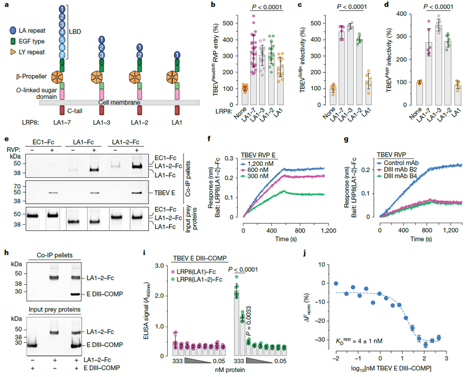 映射LRP8和TBEV E相互作用的结合位点