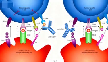 功能性抗体：如何解锁其在生物医学研究中的无限潜能？