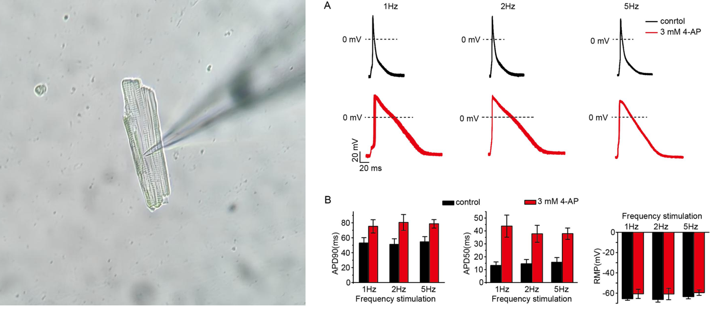 大鼠心肌细胞动作电位检测实验Protocol