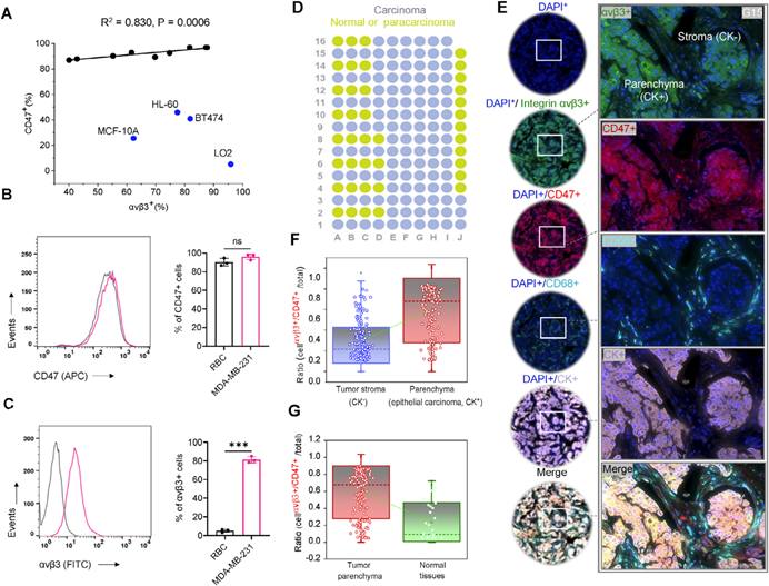 119 例临床样本验证 | Tissue Cytometry 技术锁定乳腺癌 CD47/αvβ3 共稳定关键,推动癌症免疫治疗突破