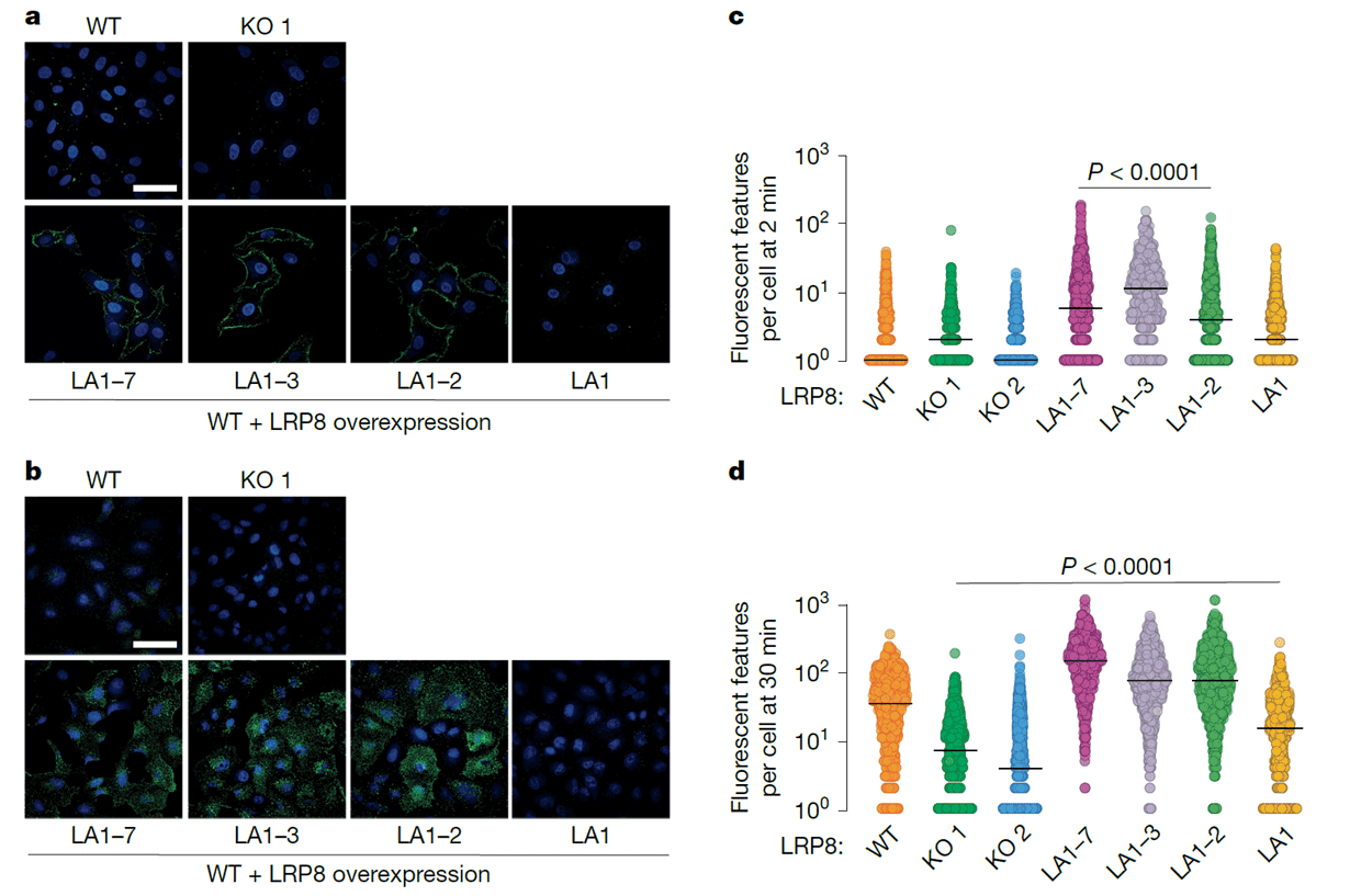 LRP8介导TBEV附着和内化到细胞中