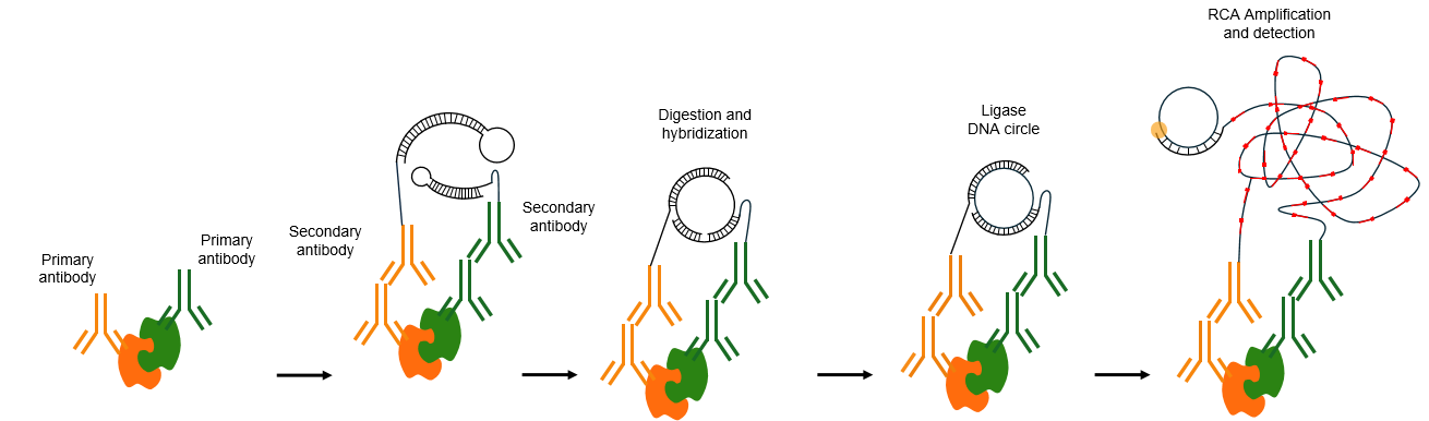 邻位连接技术(PLA)