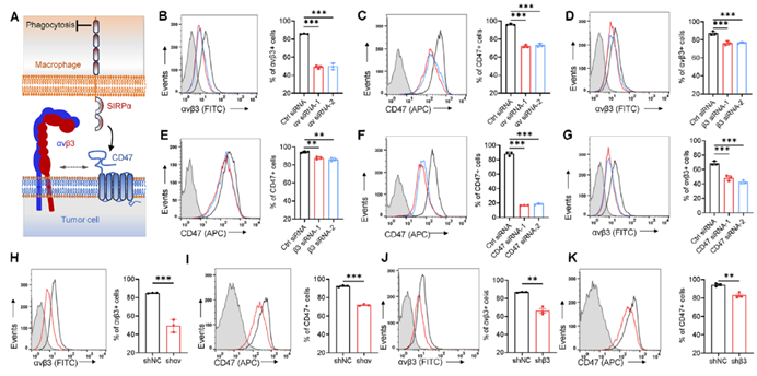119 例临床样本验证 | Tissue Cytometry 技术锁定乳腺癌 CD47/αvβ3 共稳定关键,推动癌症免疫治疗突破