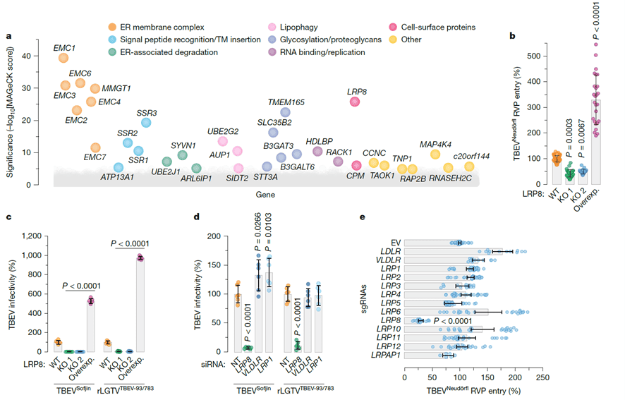 全基因组CRISPR-Cas9筛查鉴定LRP8为TBEV宿主因子