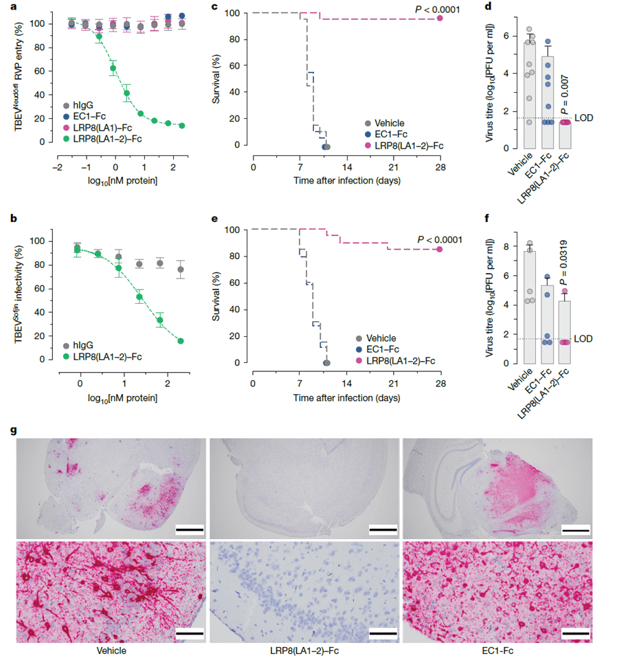 LRP8在TBEV小鼠模型中对病毒的发病机制是必需的