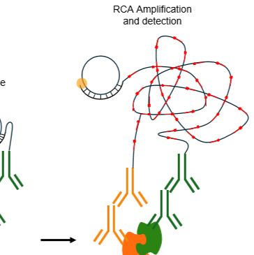 邻位连接技术(PLA)