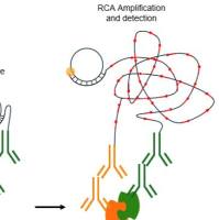 邻位连接技术(PLA)