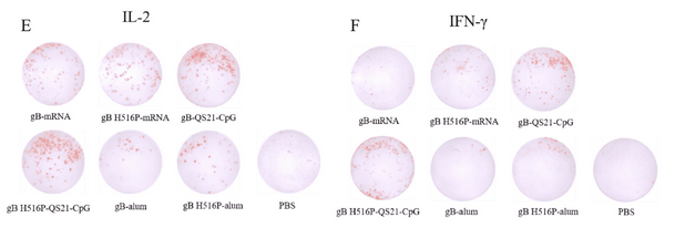 AtaGenix 提供定制gB和gB H516F蛋白表达服务，助力中国医学科学院HSV-1疫苗研究