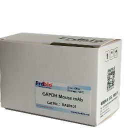 GAPDH Mouse mAb