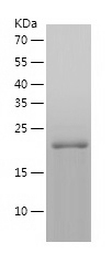 Recombinant Human HSPB2/人源HSPB