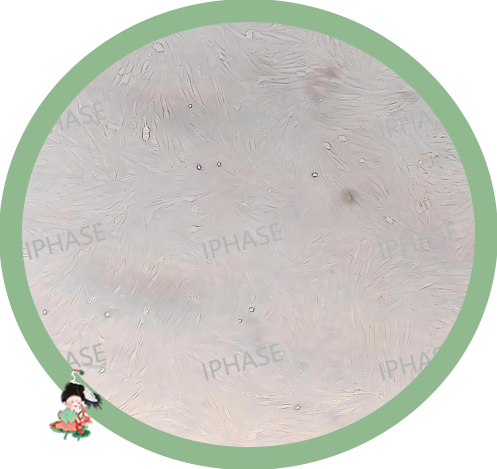 猴肝非实质细胞全景图:从细胞异质性到疾病治疗靶点