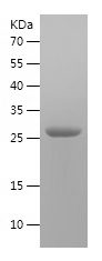 Recombinant Human RAB5A/人源RAB5