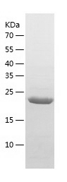 Recombinant Human HtrA3/人源HtrA