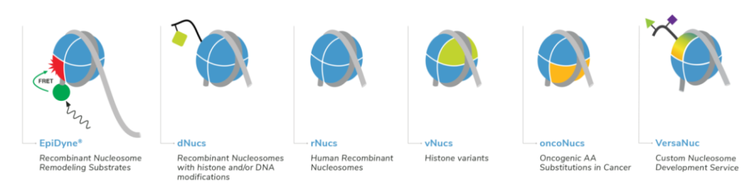 定制核小体开发服务 定制核小体开发服务