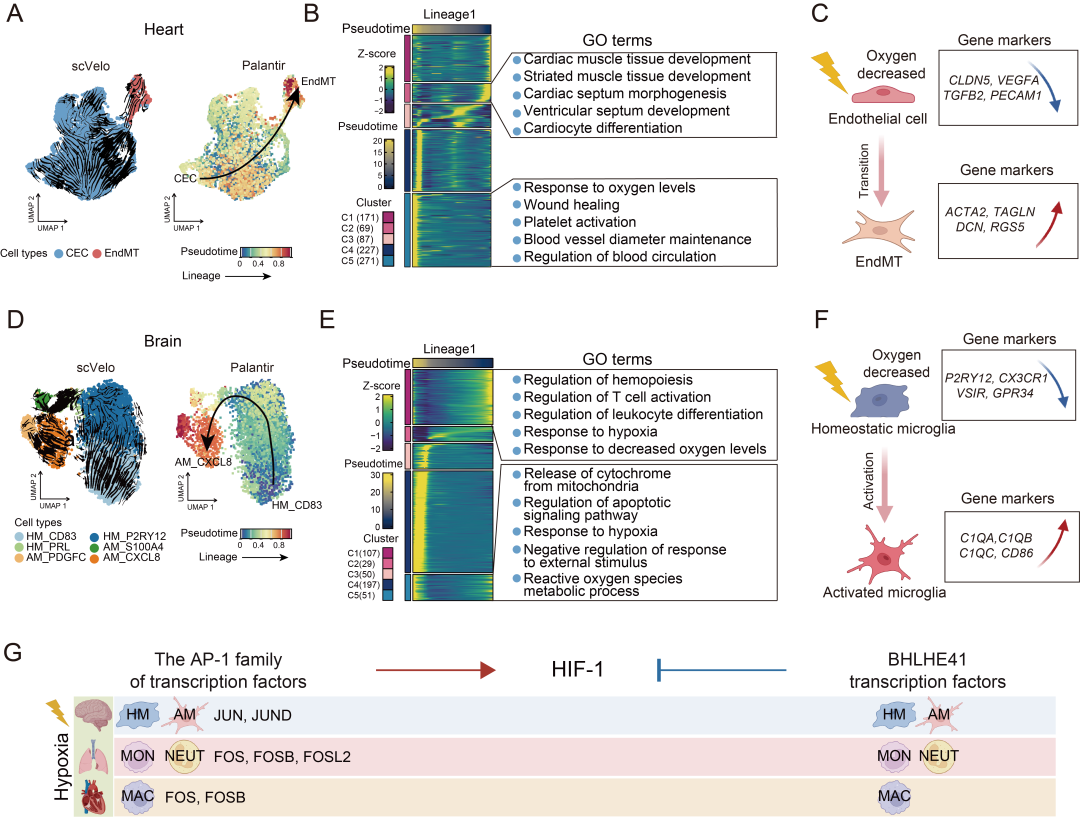 项目文章 | 单细胞+单细胞核测序揭示了表型可塑性与遗传进化的关系以及低氧适应的细胞调控机制