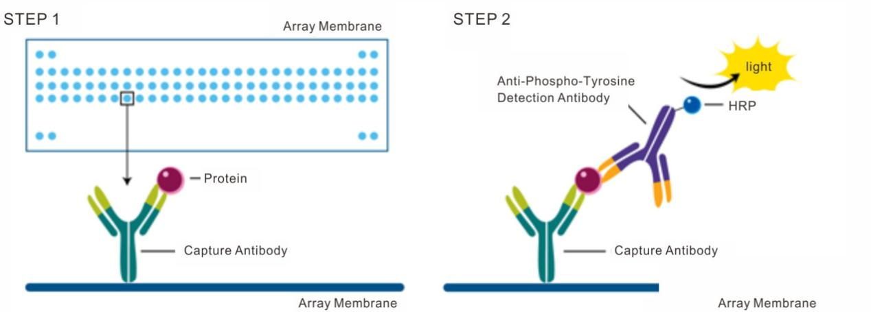 抗体芯片的应用全解：一板在手，科研无忧！