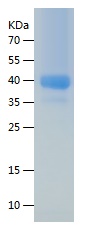 Recombinant Human CXCR4/人源CXCR