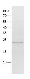 Recombinant Human HTRA2/人源HTRA