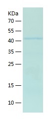 Recombinant Human LYSMD3/人源LYS