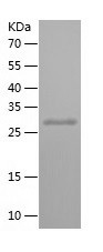 Recombinant Human ZNF337/人源ZNF